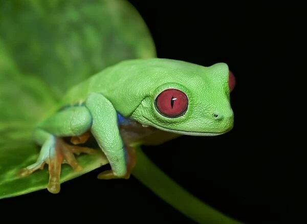 Red eye frog. Ferdinando valverde