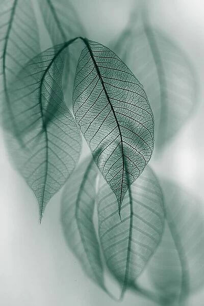 Leaf. Shihya Kowatari