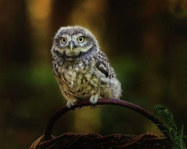Small screech owl
