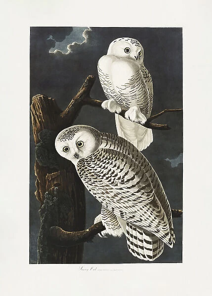 Snowy Owl From Birds of America (1827)