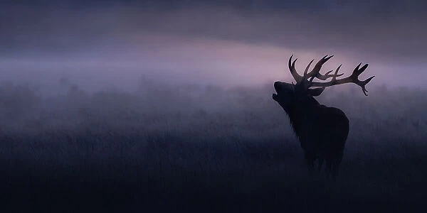 Stag in misty morning