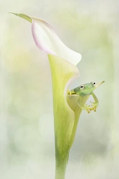 Tiny Glass Tree Frog on a Lily
