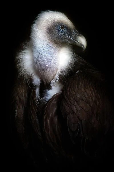 Vulture portrait II