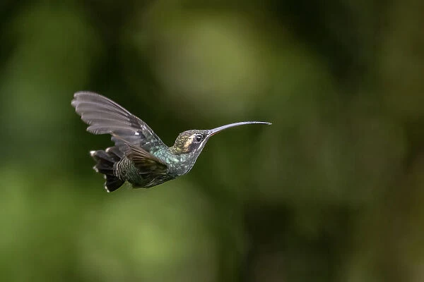 White_Whiskered Hermit Hummingbird