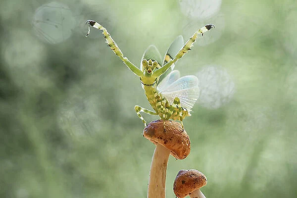 Wings Develop of Mantis