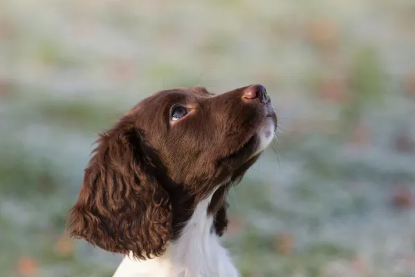 12 week old springer spaniel puppy in training. Wiltshire, UK