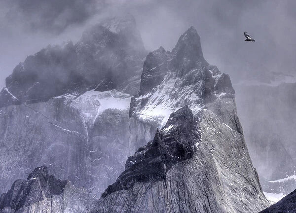 Andean condor (Vultur gryphus) in flight over mountain peaks, Torres Del Paine National park, Chile