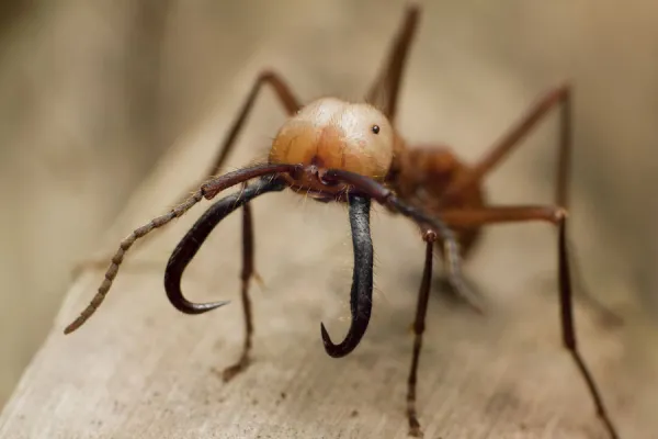 Army ant (Eciton burchellii) major soldier, Parque da Onca Parda Private Reserve, Sao Paulo