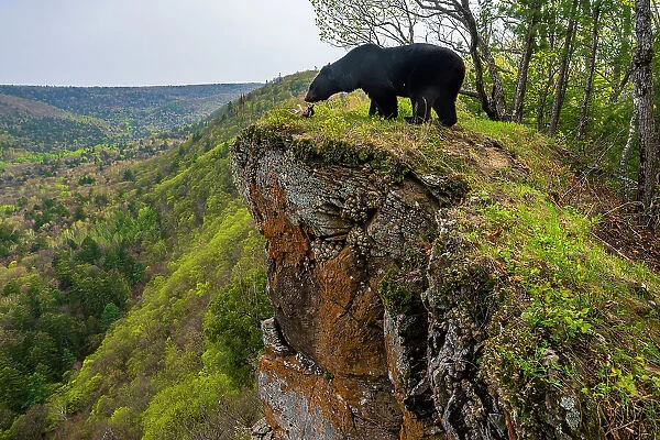 Asian black bear (Ursus thibetanus) standing on cliff edge beside deer antlers, with forested valley behind, Land of the Leopard National Park, Russian Far East. Taken with remote camera. May