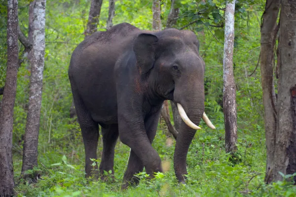Asian Elephant (Elephas maximus) male (Photos Framed Prints Puzzles...) #18061918 Asian Elephant (Elephas maximus) male (Photos Framed Prints Puzzles...) #18061918