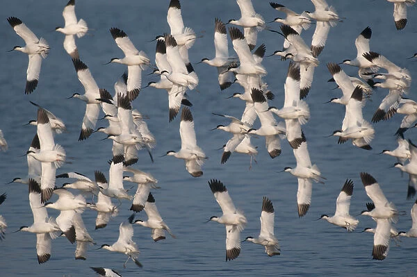 Avocets (Recurvirostra avosetta) flock of adults in flight at Snettisham RSPB Reserve