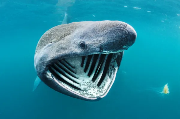 Basking shark (Cetorhinus maximus) feeding on plankton in surface waters close to the island of Coll, Inner Hebrides. Scotland, UK. Atlantic Ocean. June