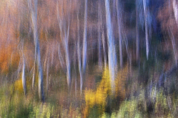 Beech (Fagus sp) forest in autumn, soft focus, Piatra Craiului National Park, Transylvania