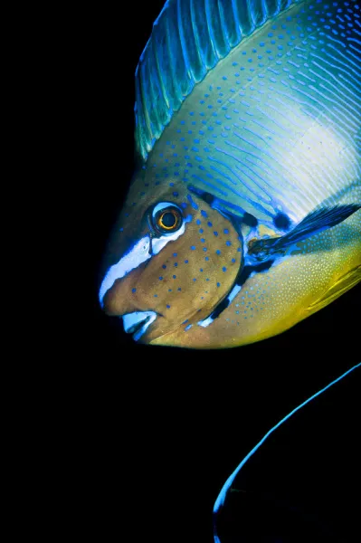 Bignose unicornfish (Naso vlamingii) profile of male displaying (the blue stripe