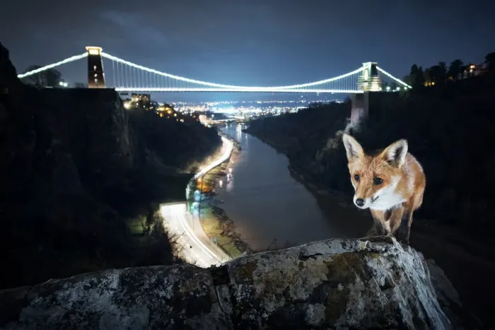 Framed Print : Avon Gorge Red fox vixen Print Framed Print : Avon Gorge Red fox vixen Print