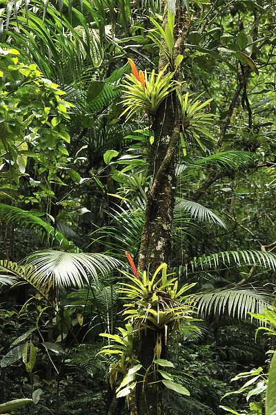 Bromeliads (Bromeliaceae) in flower in rainforest, Salto Morato Nature Reserve  /  RPPN Salto Morato