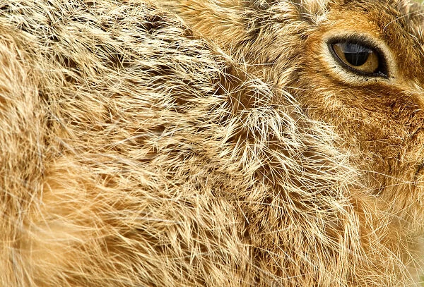 Brown Hare (Lepus europaeus) close-up of fur and eye. Derbyshire, UK, March