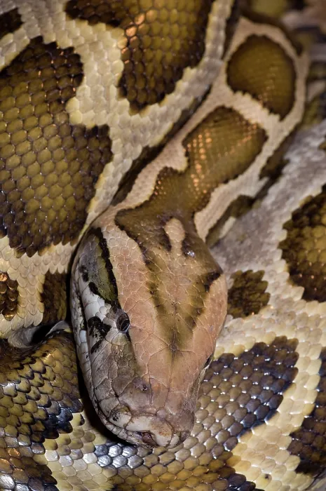 Framed Print : Burmese python coiled head portrait print