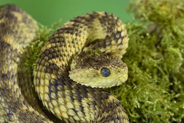 Stock photo of West African tree viper (Atheris chlorechis) portrait, Togo.  Controlled. Available for sale on