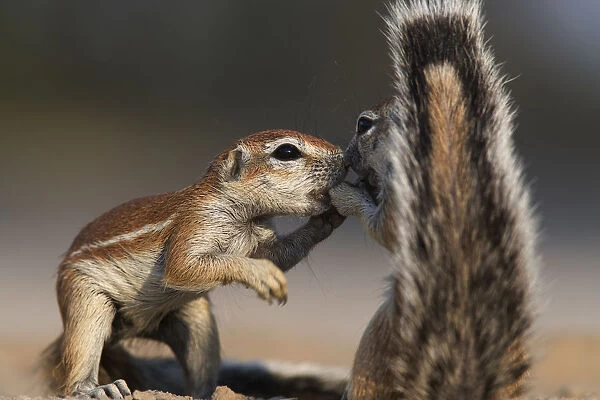 Two Cape Ground squirrels (Xerus inauris) greeting, Kgalagadi Transfrontier Park