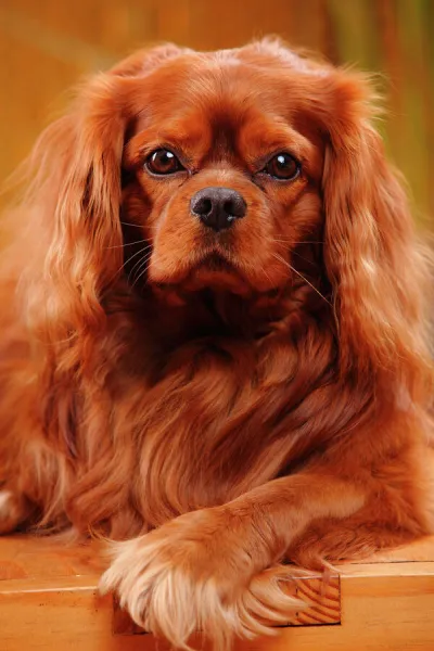 Cavalier King Charles Spaniel, male with ruby coat