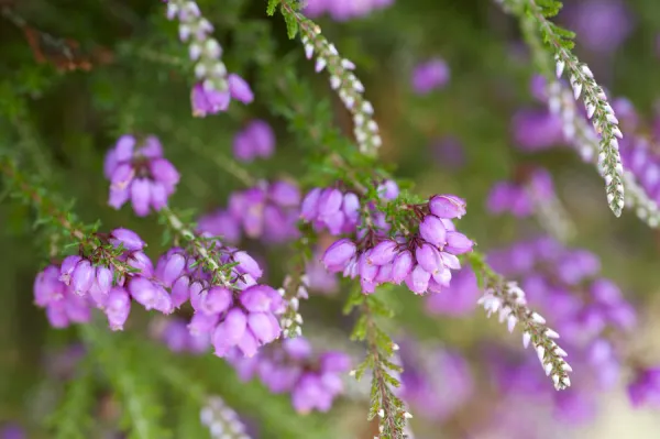 Close up of flowering Coomon heath  /  Ling (Calluna vulgaris) and pink Bell Heather (Erica cinerea)