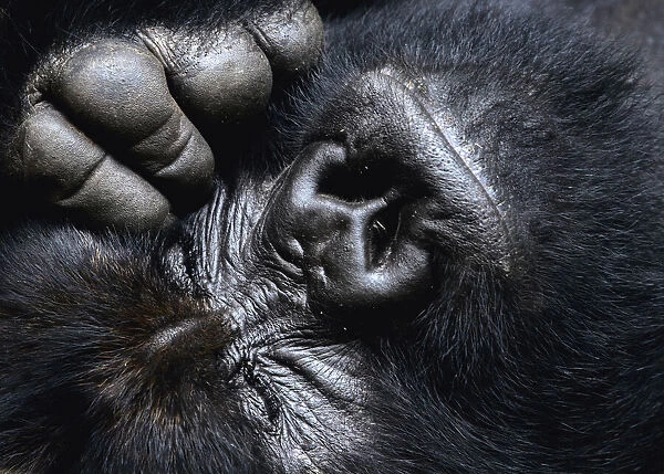 Close up of a silverback Mountain gorilla (Gorilla beringei beringei) face with eyes closed, and hand  /  fingers, Virunga National Park, Democratic Republic of Congo