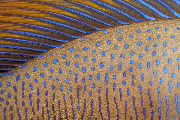 Close up of skin and dorsal fin of a Bignose unicornfish (Naso vlamingii