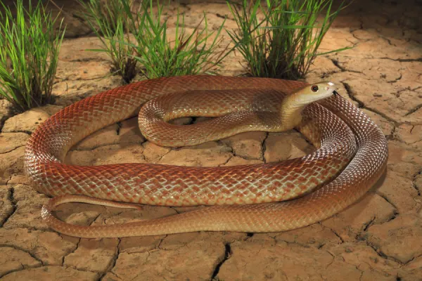 Coastal taipan (Oxyuranus scutellatus) tasting air, Julatten, north Queensland, Australia