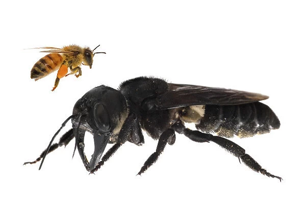 Composite image of Wallaceas giant bee (Megachile pluto) with European honey bee (Apis melifera)