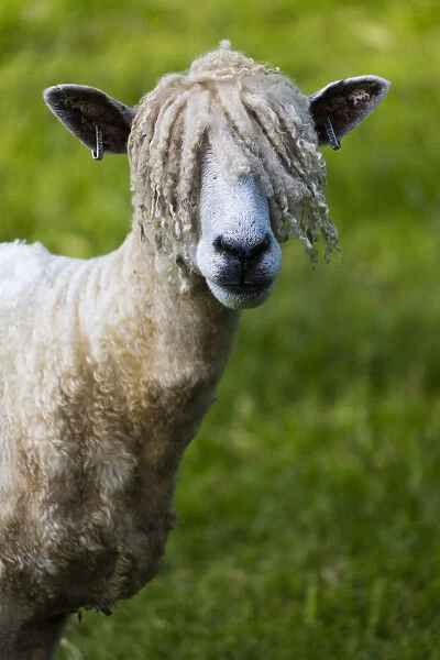 A Cotswold Lion sheep, rare breed, Gloucestershire, UK 