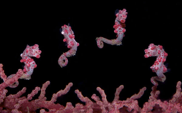 A digital composite of a Pygmy Seahorse (Hippocampus bargibanti