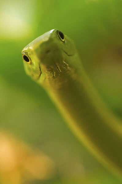 Eastern green mamba {Dendroaspis angusticeps} strike pose, captive, from East Africa