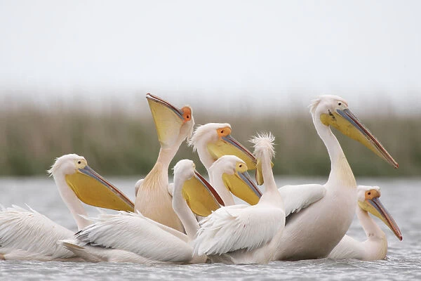 Eastern white pelicans (Pelecanus onolocratus) feeding, Danube Delta, Romania, May 2009
