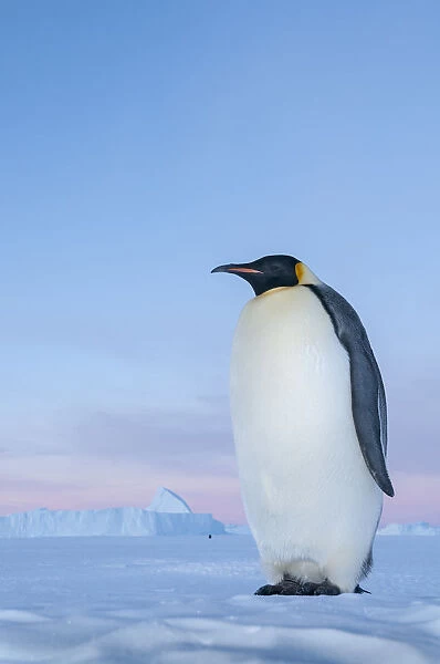 Emperor penguin (Aptenodytes forsteri), Amanda Bay, Prydz Bay, Ingrid Christensen Coast