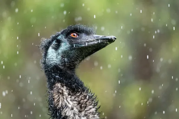 Emu in Rain Head Portrait Print, Victoria, Art Prints