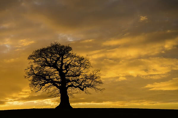 English oak tree (Quercus robur) at sunset, Monmouthshire Wales UK, March