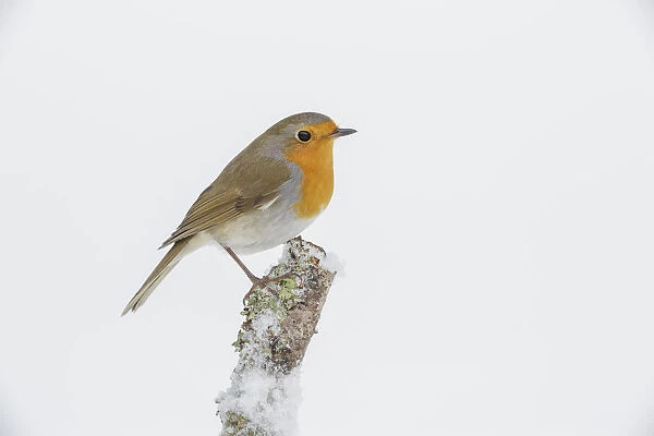 European robin (Erithacus rubecula) perched on snowy lichen covered branch, Southern Norway