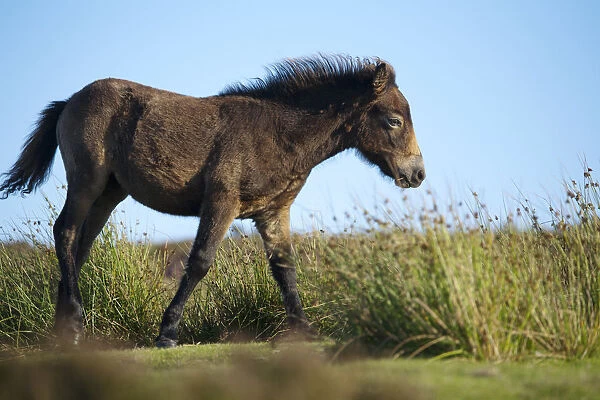 Exmoor Pony (Equus caballus) foal on heathland, Dunkery and Horner Woods NNR, Exmoor NP
