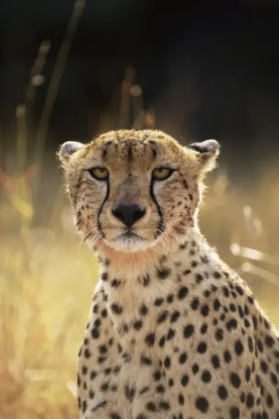 Face portrait of female Cheetah {Acinonyx jubatus}, East Africa