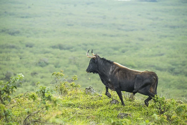Feral domestic cattle, Puerto Fragata, Isabela Island, Galapagos