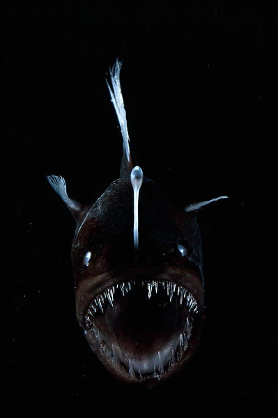 Lanternfish (L, Fishes, Animals) Collection Our beautiful pictures