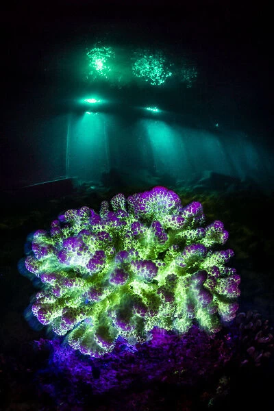 Fluorescent coral (Pocillopora sp.) at night on a coral reef in blue light, with the lights from a resort jetty behind, Laamu Atoll, Maldives, Indian Ocean