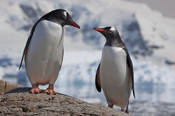 Two Gentoo penguins (Pygoscelis papua) on rock, Neko Harbour, Andvord Bay, Antarctic peninsula