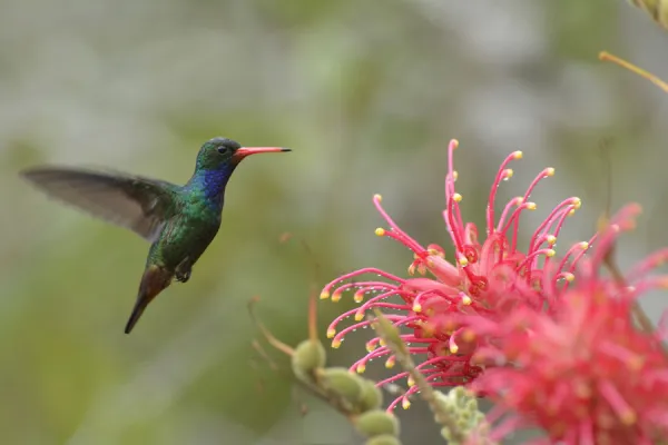 Glittering-bellied Emerald (Chlorostilbon lucidus) in flight to Grevillea banksii flowers