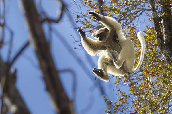 Golden-crowned Sifaka (Propithecus tattersalli) leaping through forest canopy. Forests