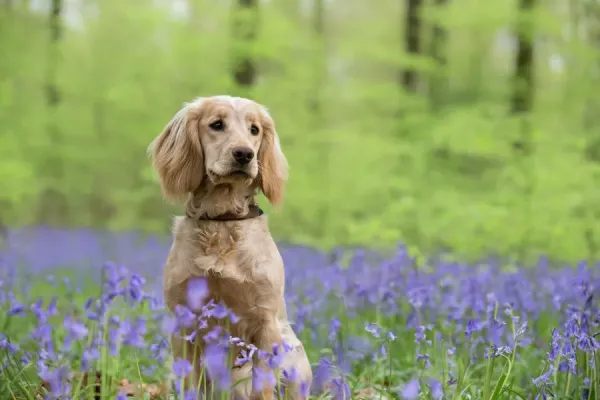 Golden working cocker spaniel puppy sitting amongst bluebells in beech woodland. Micheldever Woods