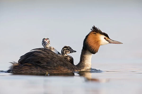 Great crested grebe (Podiceps cristatus) close-up of an adult with two young chicks