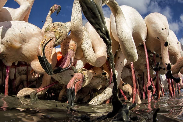 Great flamingo (Phoenicopterus roseus) feeding in sludge at bottom of river, Pont De Gau Park