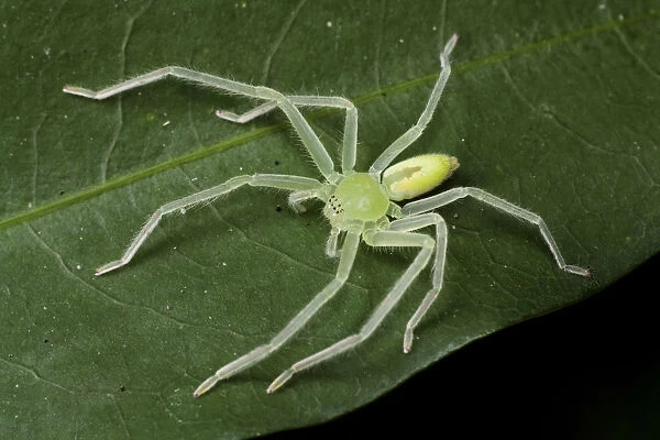 Green huntsman spider (Olios sp), Intervales State Park, Sao Paulo, Atlantic Forest